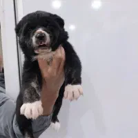 سگ آلابای سگ ماستیف روسی|سگ|کرج, کوی زنبق|دیوار