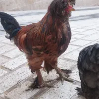 دو عددمرغ و یک عددخروس سلطان|حیوانات مزرعه|کرمانشاه, |دیوار
