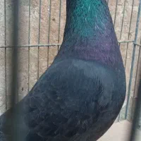 کبوتر نرمسافتی