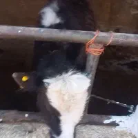 گوساله نر لاغر