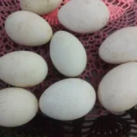 تخم غاز باقازمحلی