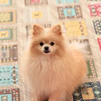 سگ پامر خرسی|سگ|بندرعباس, |دیوار