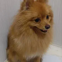 سگ پامرانین|سگ|فردیس, فردیس|دیوار