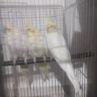 فروش عروس هلندی خوش صدا کامفیروز