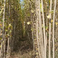 فروش نهالستان صنوبر درجه یک.|عمدهفروشی|میاندوآب, |دیوار