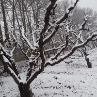 باغچه ۴۵۱ متری تهراندشت آران فوری کاسبی اقساطی