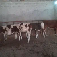 گوساله سیمینتال ماده چهار عدد