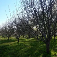 باغ وباغچه زراعی