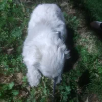 سگ ماده خوشگل|سگ|هشتگرد, شهرک بعثت|دیوار