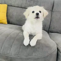 سگ اشپیتز شناسنامه دار|سگ|مشهد, سجادیه|دیوار