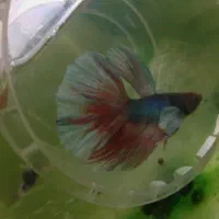 فایتر جنگجو جفتی ۲۲۰ معاوضه با پرنده