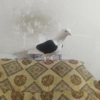 ماده پشت سیاه عطیقه فوق درشت ...۷&۹|پرنده|آبگرم, |دیوار