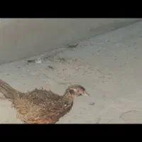 فروش مرغ و خروس جوجه کوچک|حیوانات مزرعه|گراش, |دیوار