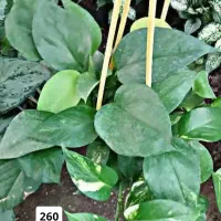 حراجی پتوس برگ پهن ابلغ و سبز زیر قیمت