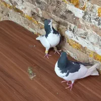 چادری جفت کفتر چپ