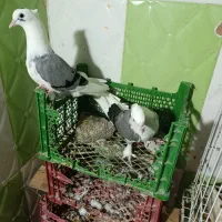 فروش کبوتر بوشهری|پرنده|بندر گناوه, |دیوار