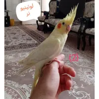 عروس هلندی سخنگو|پرنده|محمدشهر, |دیوار