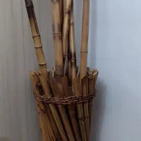 بامبو دو متری با گلدان|گل و گیاه طبیعی|ری, شهید بهشتی|دیوار