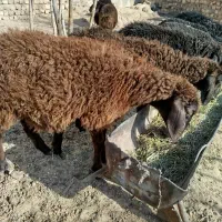 بره علف خور شیر مست|حیوانات مزرعه|قم, امامزاده ابراهیم|دیوار