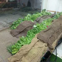 فروشگاه میوه و خشکبار چهار فصل موسک ۲|خوردنی و آشامیدنی|مریوان, |دیوار