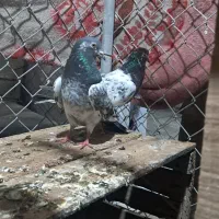 یک جفت کبوتر پاکستانی