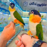 طوطی کایک|پرنده|شیراز, لب آب|دیوار