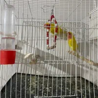 جفت کوتوله بالق