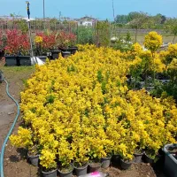 شمشاد طلایی سطل۳