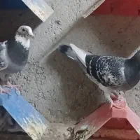 چند عدد. پرنده پلاکی