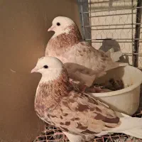 کبوتر شازده هما