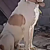 سگ.یک.ساله.توافقی|سگ|مانه, |دیوار