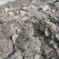 پهن گوسفندی