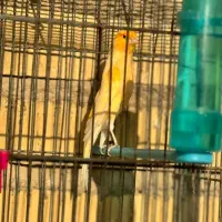 قناری نر پرتقالی