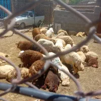 بره نروماده
