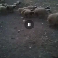میش بره دار درجه یک حراج