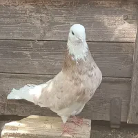 کبوتر شازده|پرنده|ماهنشان, |دیوار