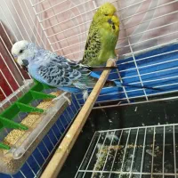 جفت مرغ عشق انگلیسی مولد