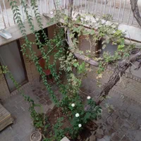 مهمانخانه سنتی نقلی|اجارهٔ کوتاه‌مدت آپارتمان و سوئیت|سمنان, |دیوار