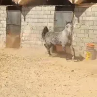 مادیان کرد|اسب و تجهیزات اسبسواری|خمینیشهر, |دیوار