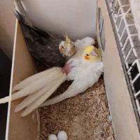 2 جفت عروس هلندی و یک تک نر