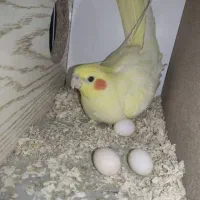 عروس هلندی لوتینو ماده سالم پنج تخم خاکی گذاشته