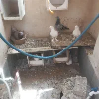 کبوتر
