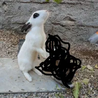 خرگوش