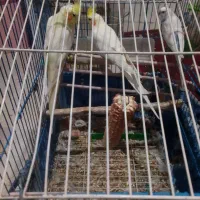 عروس هلندی  نروماده بایک مرغ عشق   همراه با قفس