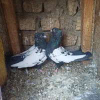 شامی المانی و سینه ای  و  پرشی