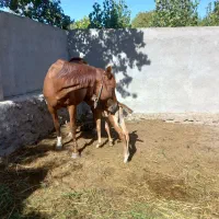 مادیان مدرک دار. با کره نریان ۲۰روزه