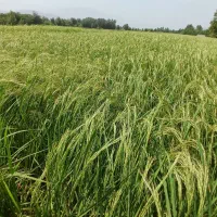 برنج هاشمی|خوردنی و آشامیدنی|سنگر, |دیوار