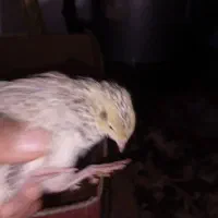 بلدرچین بزرگ و کوچک|حیوانات مزرعه|گلبهار, نوبهار|دیوار