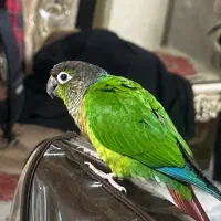 پرنده گمشده