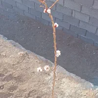 وشنوه معاوضه با خودرو هم انجام میشود